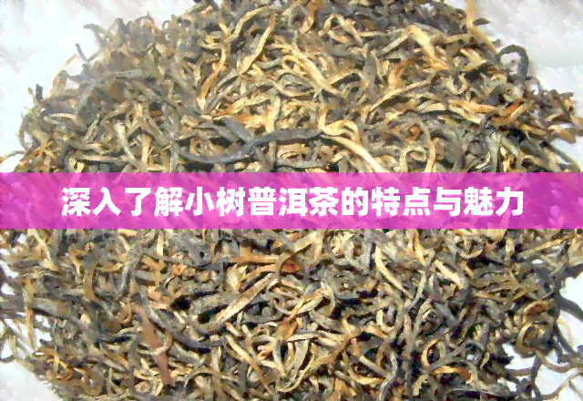 深入了解小树普洱茶的特点与魅力