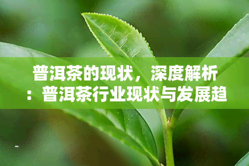 普洱茶的现状，深度解析：普洱茶行业现状与发展趋势