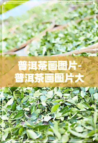 普洱茶画图片-普洱茶画图片大全