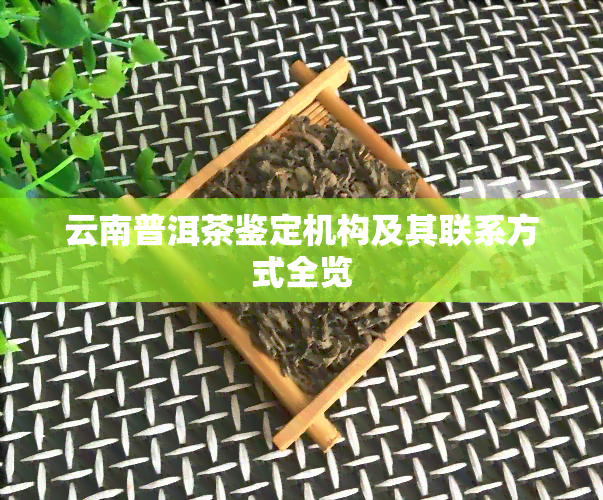 云南普洱茶鉴定机构及其联系方式全览