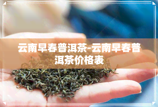 云南早春普洱茶-云南早春普洱茶价格表