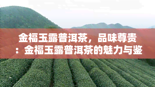 金福玉露普洱茶，品味尊贵：金福玉露普洱茶的魅力与鉴