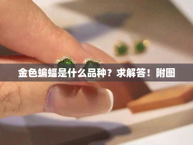 金色蝙蝠是什么品种？求解答！附图