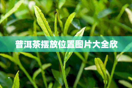 普洱茶摆放位置图片大全欣