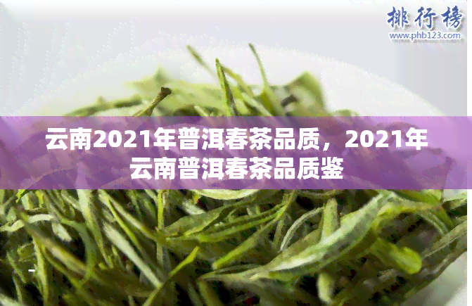 云南2021年普洱春茶品质，2021年云南普洱春茶品质鉴