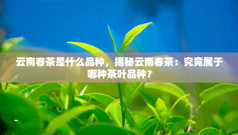 云南春茶是什么品种，揭秘云南春茶：究竟属于哪种茶叶品种？