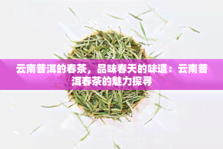 云南普洱的春茶，品味春天的味道：云南普洱春茶的魅力探寻