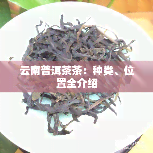 云南普洱茶茶：种类、位置全介绍