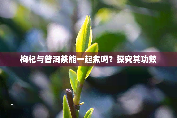 枸杞与普洱茶能一起煮吗？探究其功效