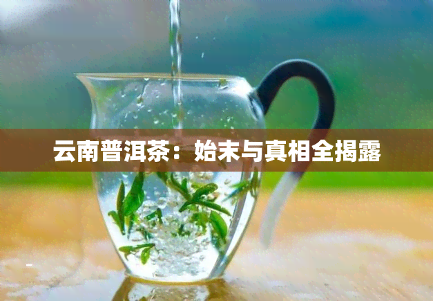 云南普洱茶：始末与真相全揭露