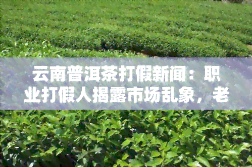 云南普洱茶打假新闻：职业打假人揭露市场乱象，老普洱真假难辨