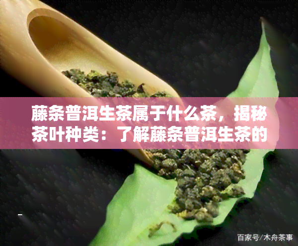 藤条普洱生茶属于什么茶，揭秘茶叶种类：了解藤条普洱生茶的属性与分类