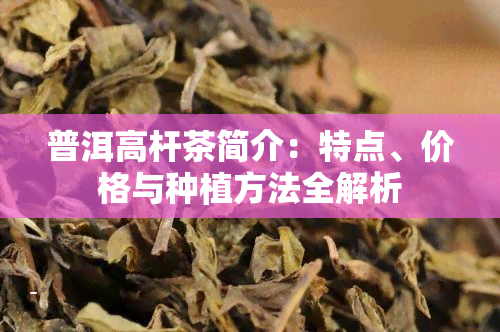 普洱高杆茶简介：特点、价格与种植方法全解析