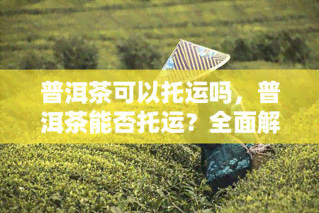 普洱茶可以托运吗，普洱茶能否托运？全面解析茶叶托运规定