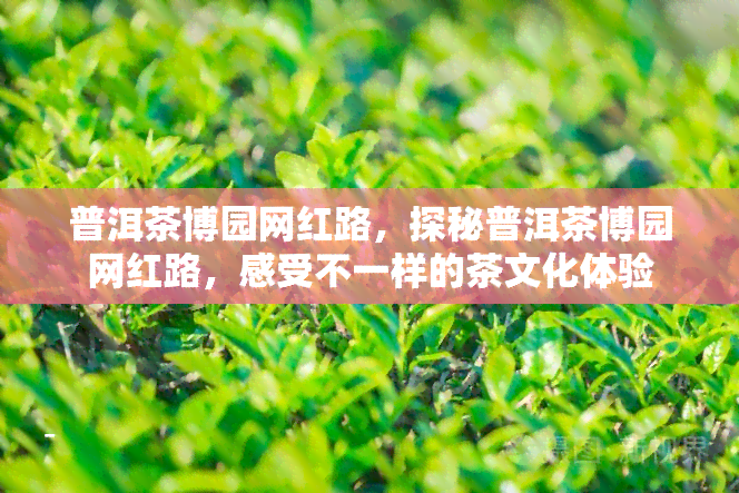 普洱茶博园网红路，探秘普洱茶博园网红路，感受不一样的茶文化体验