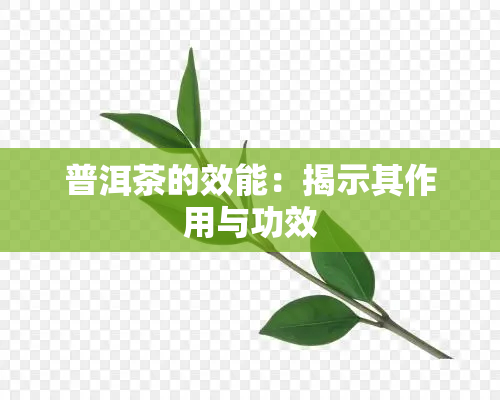 普洱茶的效能：揭示其作用与功效