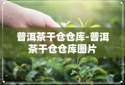 普洱茶干仓仓库-普洱茶干仓仓库图片