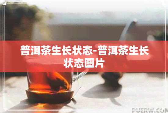 普洱茶生长状态-普洱茶生长状态图片