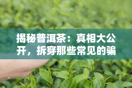 揭秘普洱茶：真相大公开，拆穿那些常见的骗局