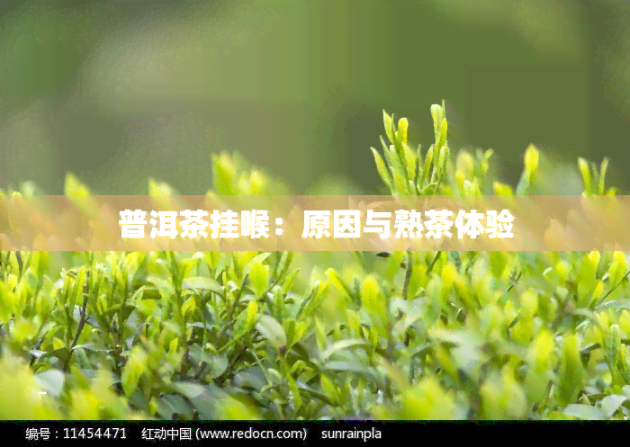 普洱茶挂喉：原因与熟茶体验