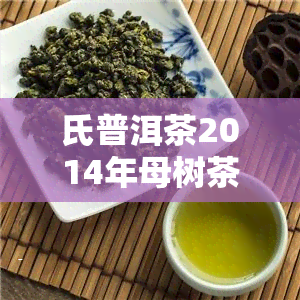 氏普洱茶2014年母树茶价格全揭秘