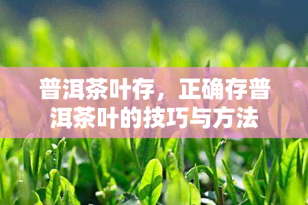 普洱茶叶存，正确存普洱茶叶的技巧与方法