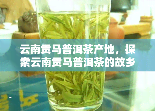 云南贡马普洱茶产地，探索云南贡马普洱茶的故乡：产地揭秘