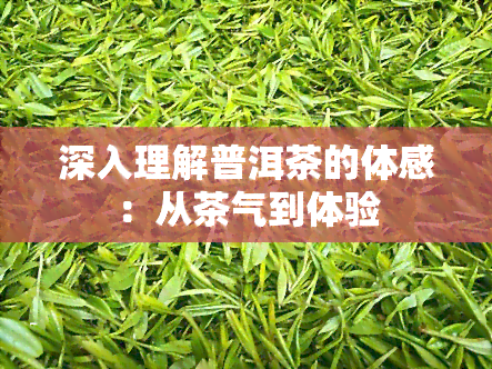 深入理解普洱茶的体感：从茶气到体验