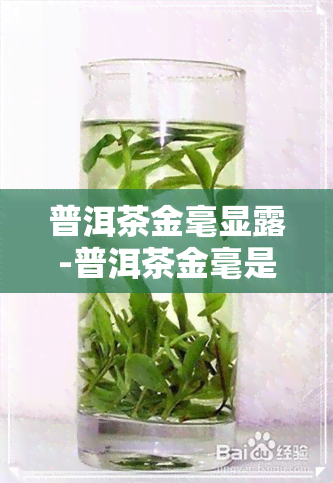 普洱茶金毫显露-普洱茶金毫是什么意思