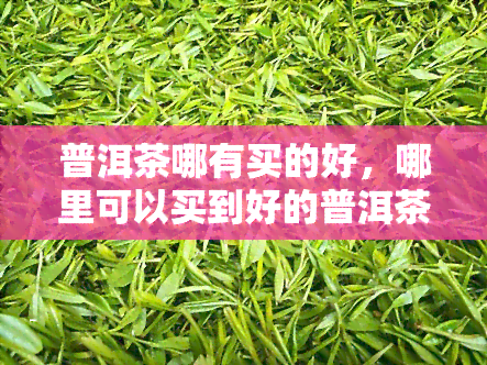 普洱茶哪有买的好，哪里可以买到好的普洱茶？