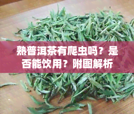 熟普洱茶有爬虫吗？是否能饮用？附图解析