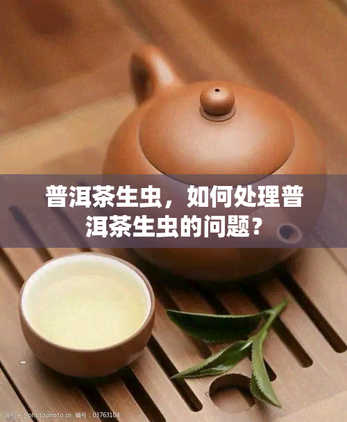 普洱茶生虫，如何处理普洱茶生虫的问题？