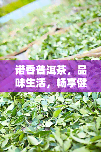 诺香普洱茶，品味生活，畅享健——诺香普洱茶的魅力与功效