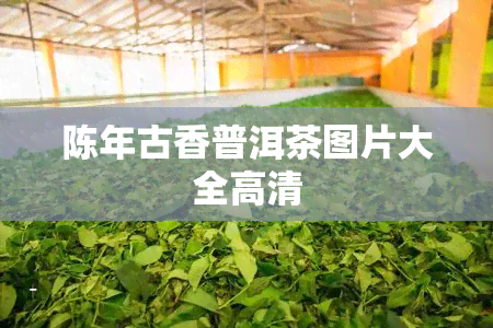 陈年古香普洱茶图片大全高清