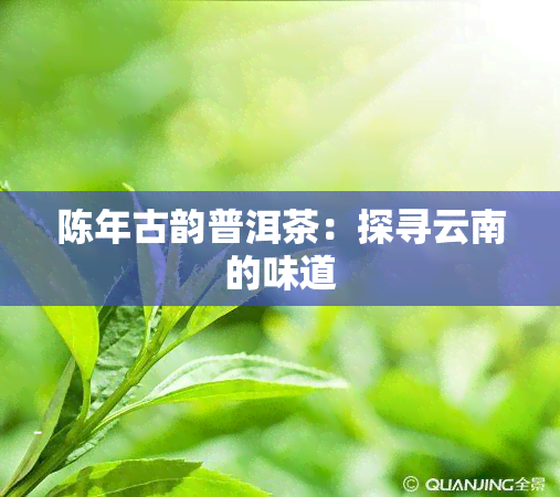 陈年古韵普洱茶：探寻云南的味道