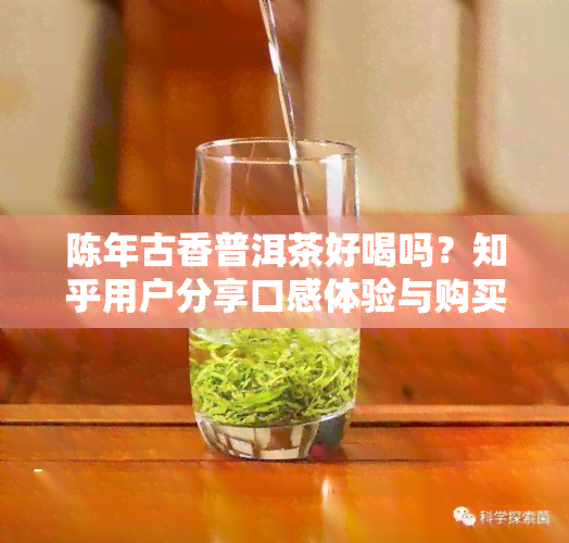 陈年古香普洱茶好喝吗？知乎用户分享口感体验与购买建议