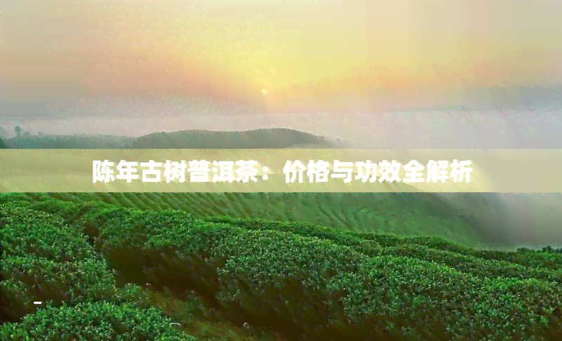 陈年古树普洱茶：价格与功效全解析