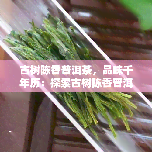 古树陈香普洱茶，品味千年历：探索古树陈香普洱茶的魅力