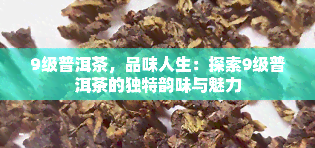 9级普洱茶，品味人生：探索9级普洱茶的独特韵味与魅力