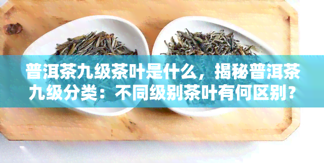 普洱茶九级茶叶是什么，揭秘普洱茶九级分类：不同级别茶叶有何区别？