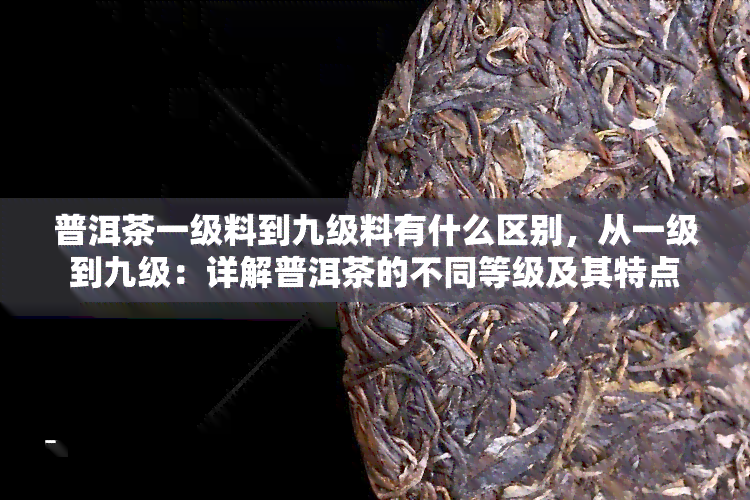 普洱茶一级料到九级料有什么区别，从一级到九级：详解普洱茶的不同等级及其特点