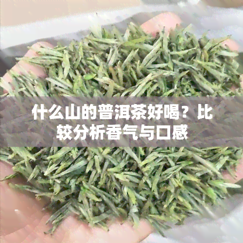 什么山的普洱茶好喝？比较分析香气与口感