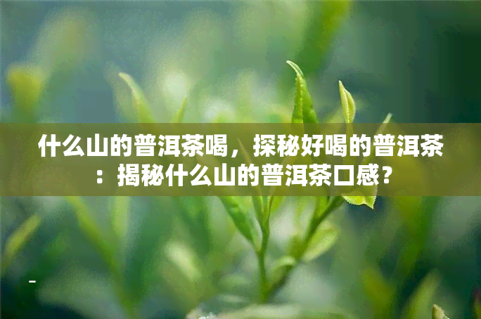 什么山的普洱茶喝，探秘好喝的普洱茶：揭秘什么山的普洱茶口感？