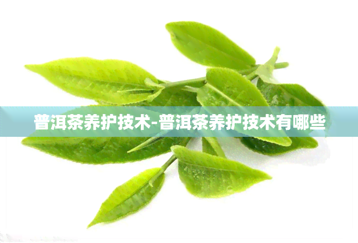 普洱茶养护技术-普洱茶养护技术有哪些