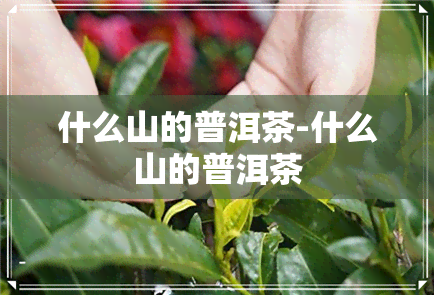 什么山的普洱茶-什么山的普洱茶