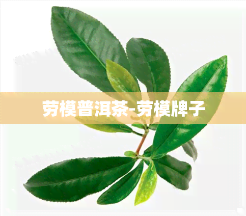 劳模普洱茶-劳模牌子