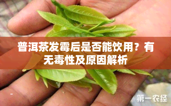 普洱茶发霉后是否能饮用？有无性及原因解析