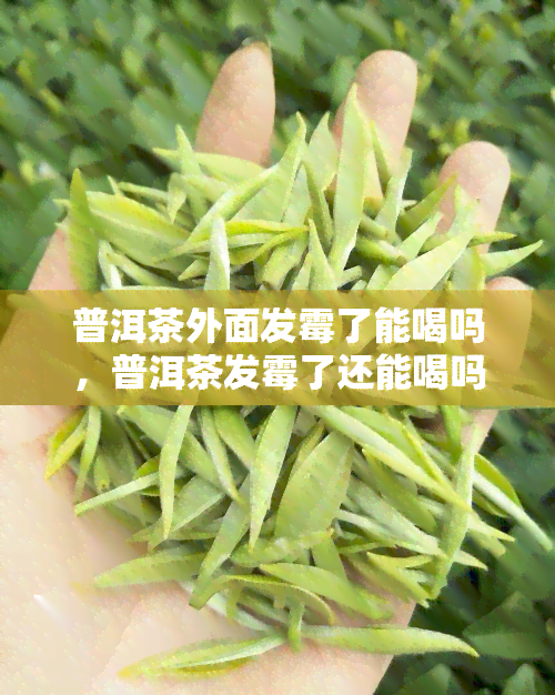 普洱茶外面发霉了能喝吗，普洱茶发霉了还能喝吗？关键看这里！