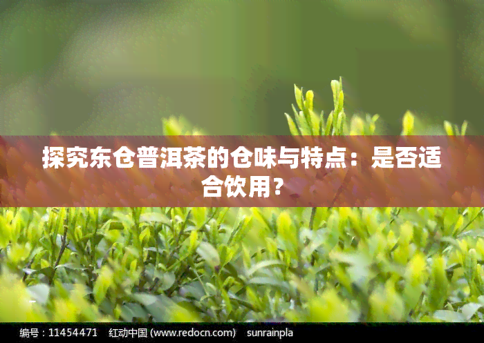 探究东仓普洱茶的仓味与特点：是否适合饮用？