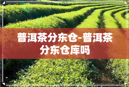 普洱茶分东仓-普洱茶分东仓库吗